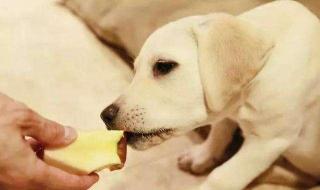 柴犬可以吃瓜子吗